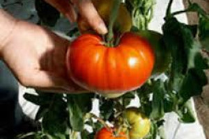 (T)weet van de week (35 – 2017): ‘Hoogleraar hoeft niet de kas in om tomaten te plukken’